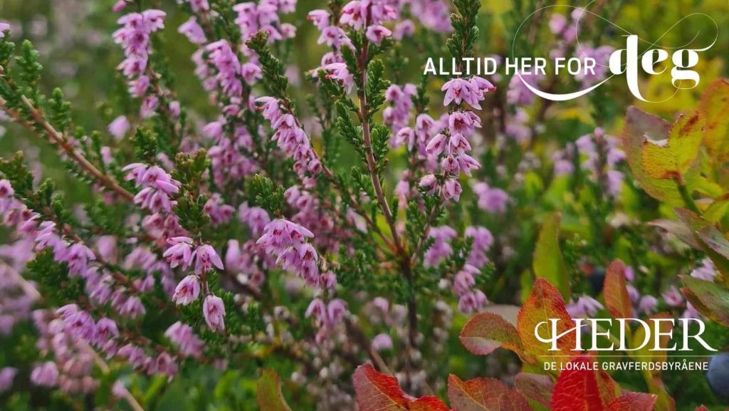 heder albertsen alltid her for deg